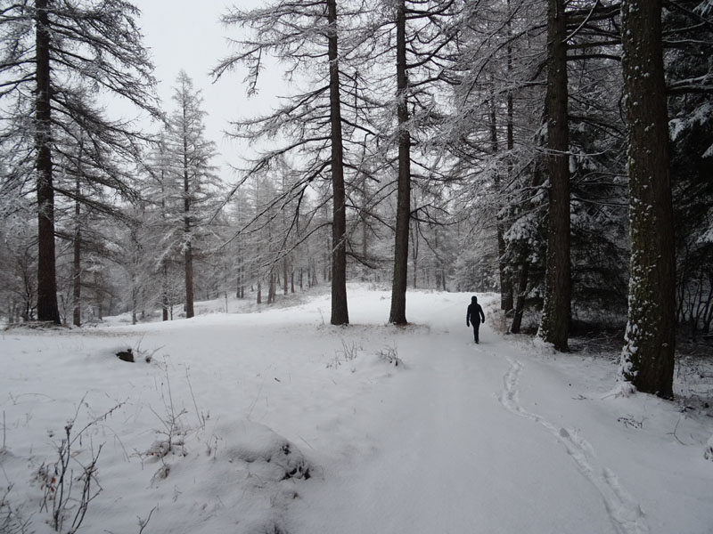 breve passeggiata tra la neve fresca di oggi.....